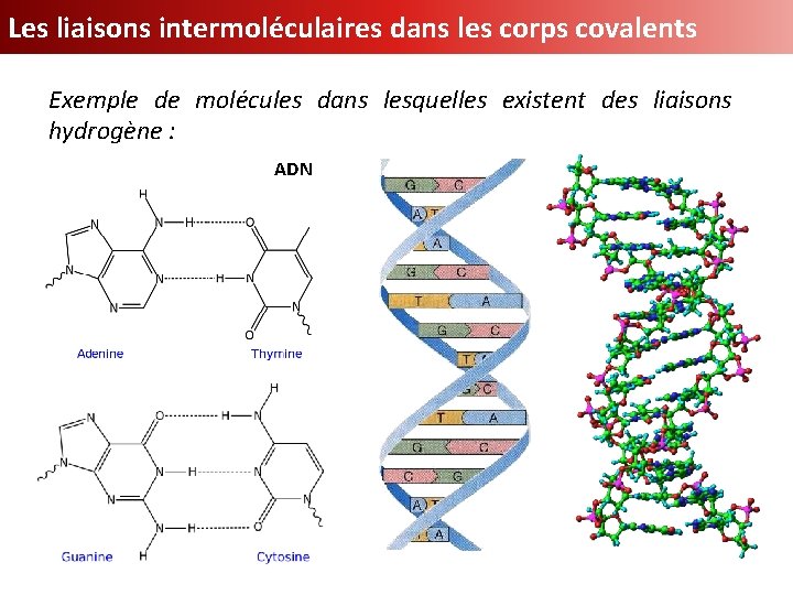 Les liaisons intermoléculaires dans les corps covalents Exemple de molécules dans lesquelles existent des