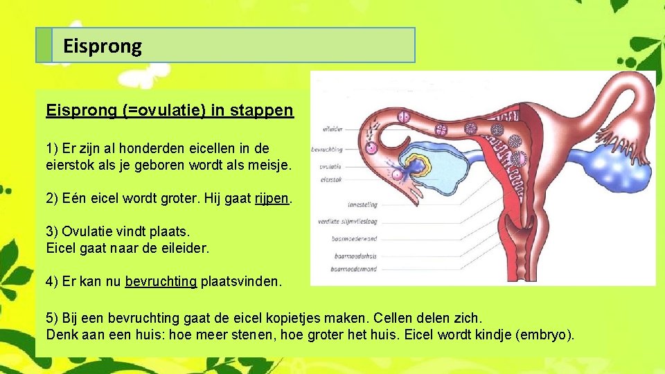 Eisprong (=ovulatie) in stappen 1) Er zijn al honderden eicellen in de eierstok als