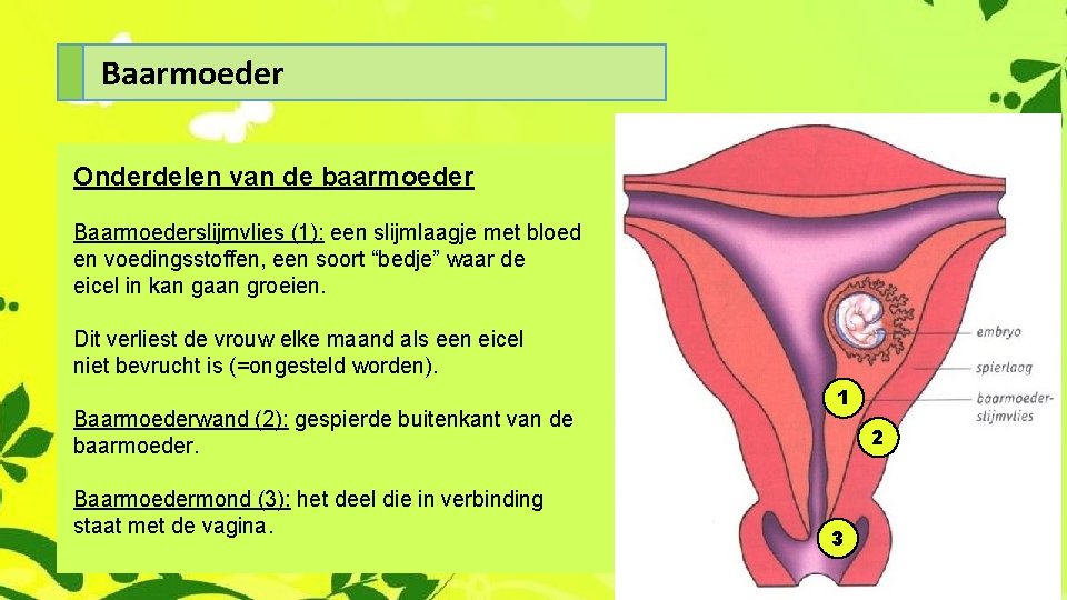 Baarmoeder Onderdelen van de baarmoeder Baarmoederslijmvlies (1): een slijmlaagje met bloed en voedingsstoffen, een