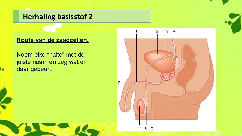 Herhaling basisstof 2 Route van de zaadcellen. Noem elke “halte” met de juiste naam