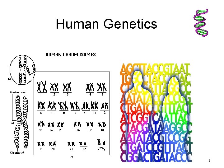 Human Genetics 9/10/2020 1 1 