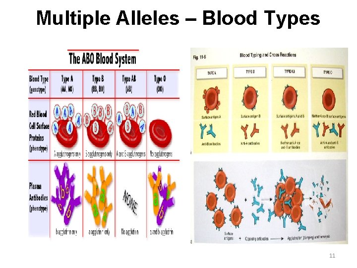 Multiple Alleles – Blood Types 11 