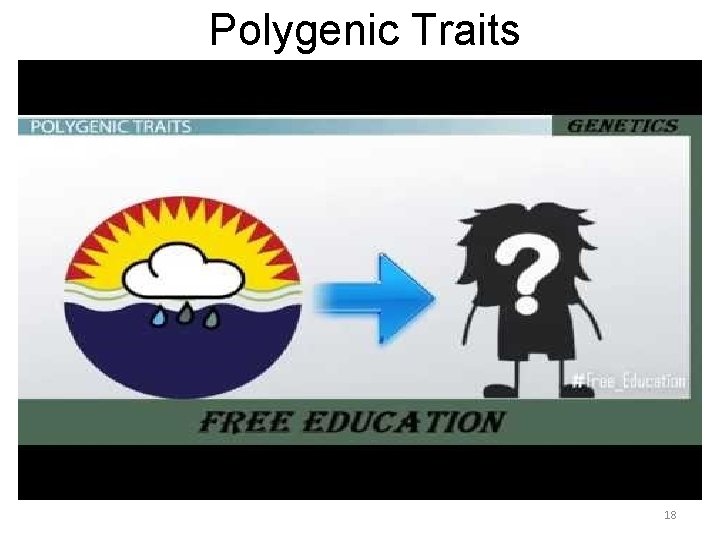 Polygenic Traits 18 