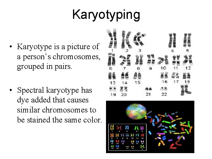 Karyotyping • Karyotype is a picture of a person’s chromosomes, grouped in pairs. •