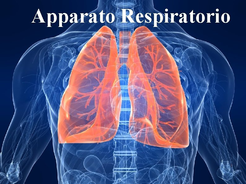 Apparato Respiratorio 1 