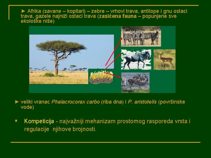 ► Afrika (savane – kopitari) – zebre – vrhovi trava, antilope i gnu ostaci