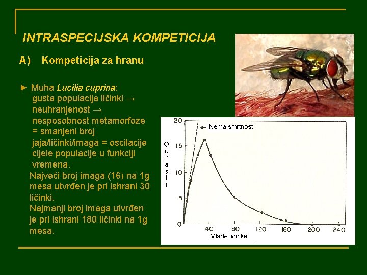 INTRASPECIJSKA KOMPETICIJA A) Kompeticija za hranu ► Muha Lucilia cuprina: gusta populacija ličinki →