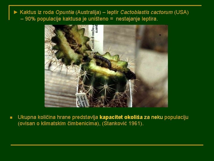 ► Kaktus iz roda Opuntia (Australija) – leptir Cactoblastis cactorum (USA) – 90% populacije