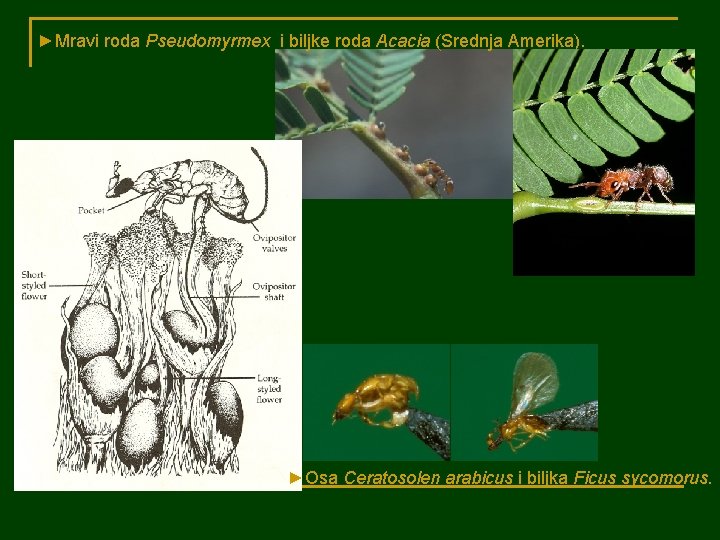 ►Mravi roda Pseudomyrmex i biljke roda Acacia (Srednja Amerika). ►Osa Ceratosolen arabicus i biljka