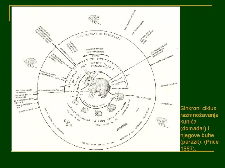 Sinkroni ciklus razmnožavanja kunića (domadar) i njegove buhe (parazit), (Price 1997). 