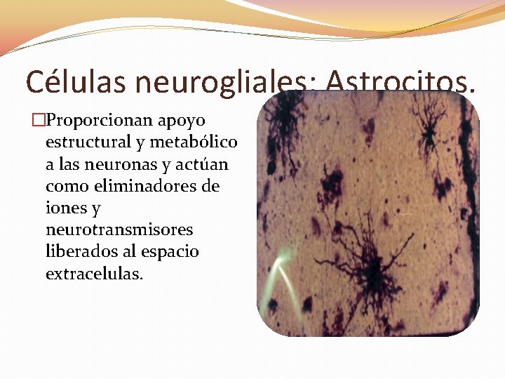 Células neurogliales: Astrocitos. �Proporcionan apoyo estructural y metabólico a las neuronas y actúan como