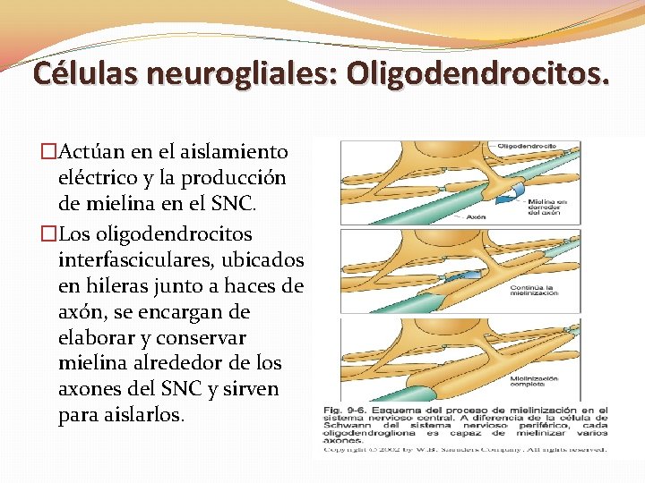 Células neurogliales: Oligodendrocitos. �Actúan en el aislamiento eléctrico y la producción de mielina en