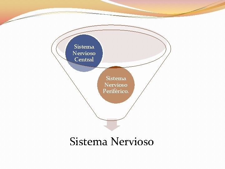 Sistema Nervioso Central Sistema Nervioso Periférico. Sistema Nervioso 