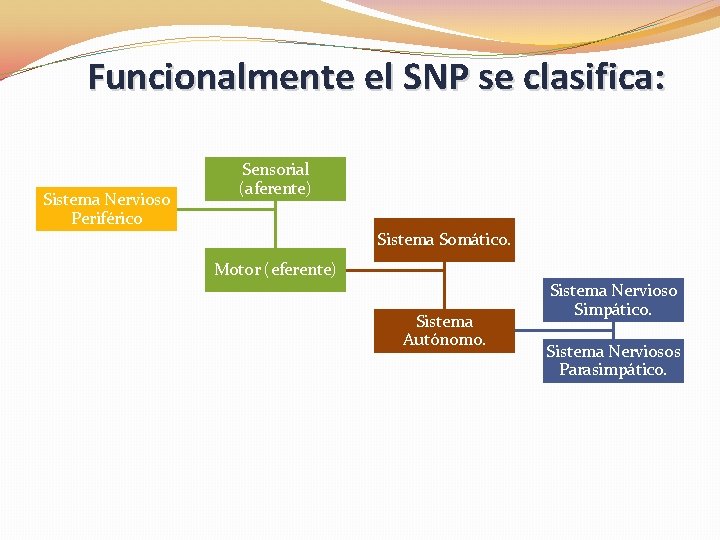 Funcionalmente el SNP se clasifica: Sistema Nervioso Periférico Sensorial (aferente) Sistema Somático. Motor (eferente)