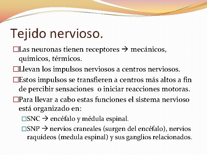 Tejido nervioso. �Las neuronas tienen receptores mecánicos, químicos, térmicos. �Llevan los impulsos nerviosos a