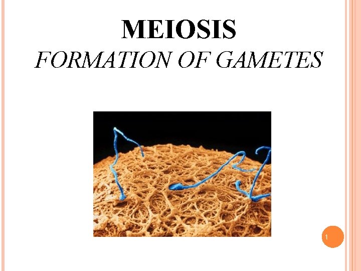 MEIOSIS FORMATION OF GAMETES 1 
