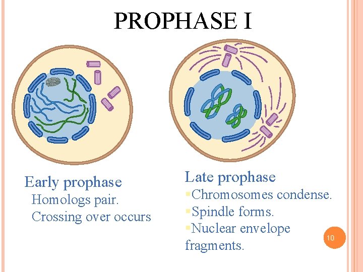 PROPHASE I Early prophase Homologs pair. Crossing over occurs Late prophase §Chromosomes condense. §Spindle