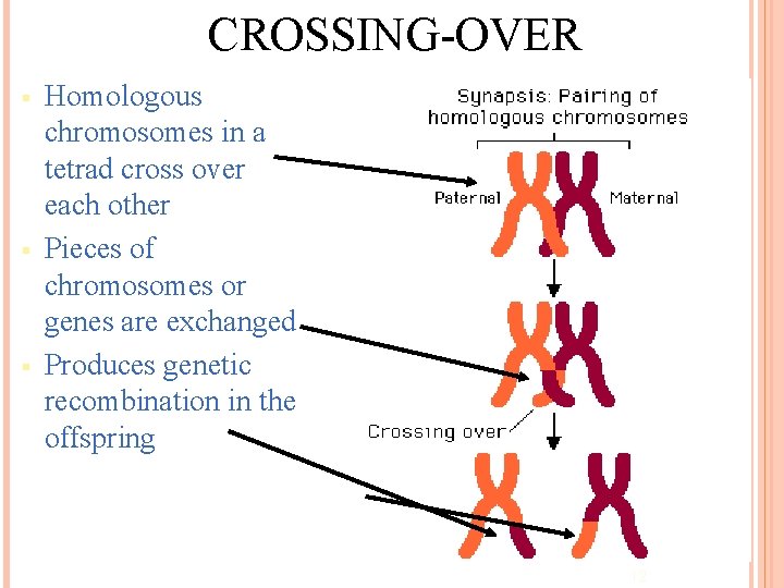 CROSSING-OVER § § § Homologous chromosomes in a tetrad cross over each other Pieces