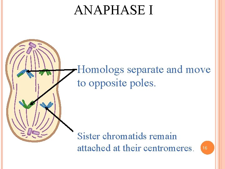 ANAPHASE I Homologs separate and move to opposite poles. Sister chromatids remain attached at