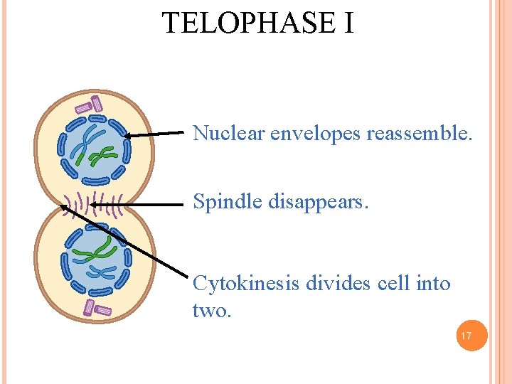 TELOPHASE I Nuclear envelopes reassemble. Spindle disappears. Cytokinesis divides cell into two. 17 