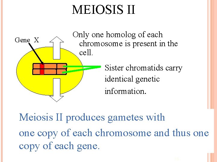 MEIOSIS II Gene X Only one homolog of each chromosome is present in the