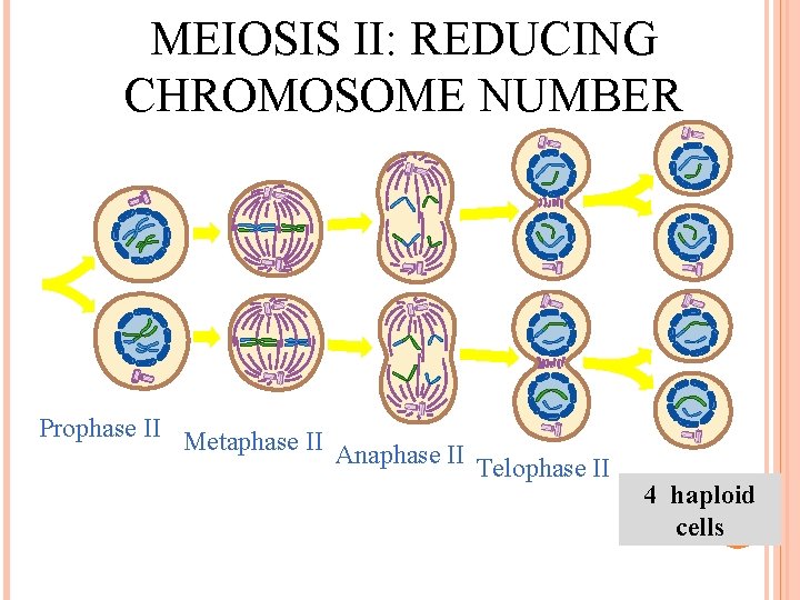 MEIOSIS II: REDUCING CHROMOSOME NUMBER Prophase II Metaphase II Anaphase II Telophase II 4