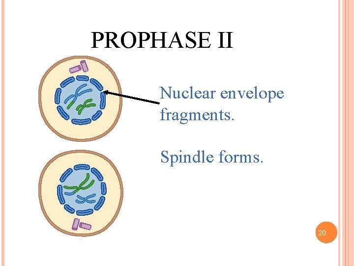 PROPHASE II Nuclear envelope fragments. Spindle forms. 20 