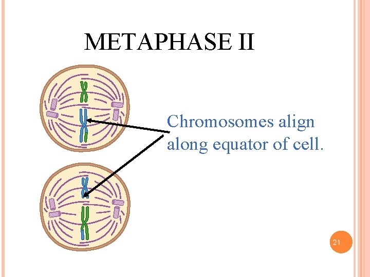 METAPHASE II Chromosomes align along equator of cell. 21 