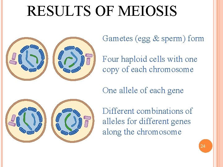 RESULTS OF MEIOSIS Gametes (egg & sperm) form Four haploid cells with one copy