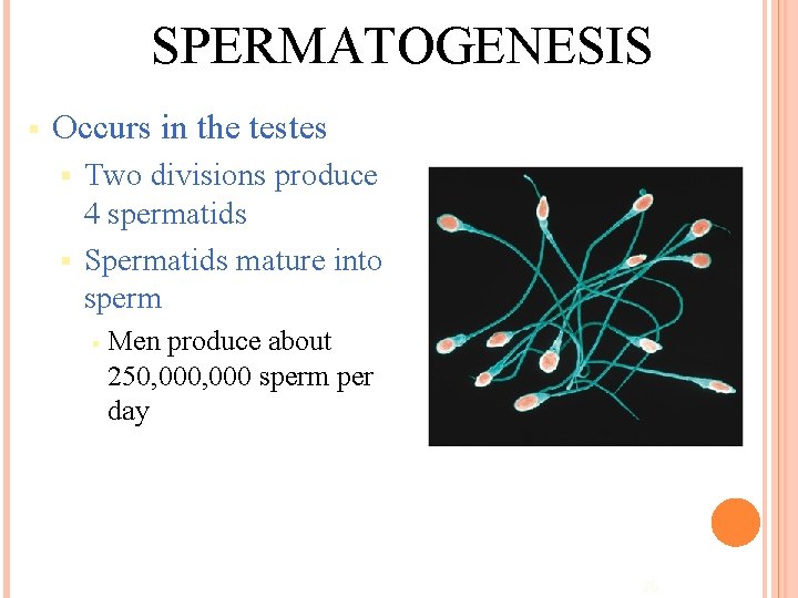 SPERMATOGENESIS § Occurs in the testes Two divisions produce 4 spermatids § Spermatids mature