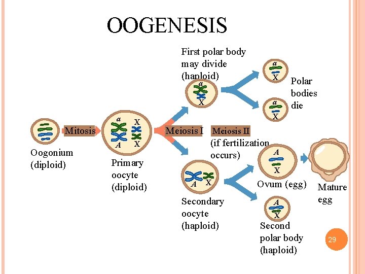 OOGENESIS First polar body may divide (haploid) a X a Mitosis Oogonium (diploid) A
