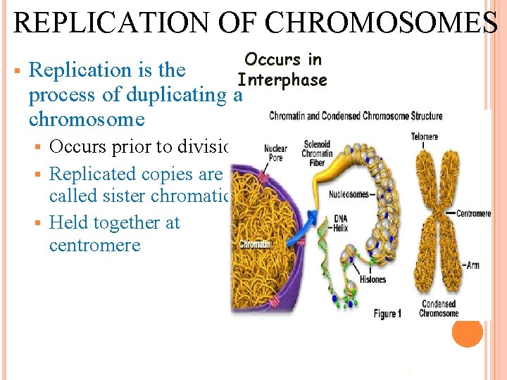 REPLICATION OF CHROMOSOMES § Occurs in Interphase Replication is the process of duplicating a