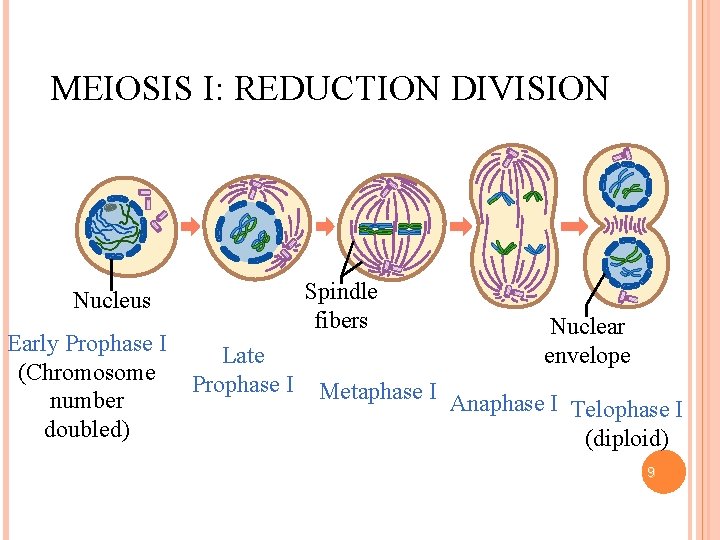 MEIOSIS I: REDUCTION DIVISION Spindle fibers Nucleus Early Prophase I (Chromosome number doubled) Late