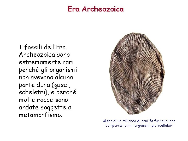 Era Archeozoica I fossili dell‘Era Archeozoica sono estremamente rari perché gli organismi non avevano