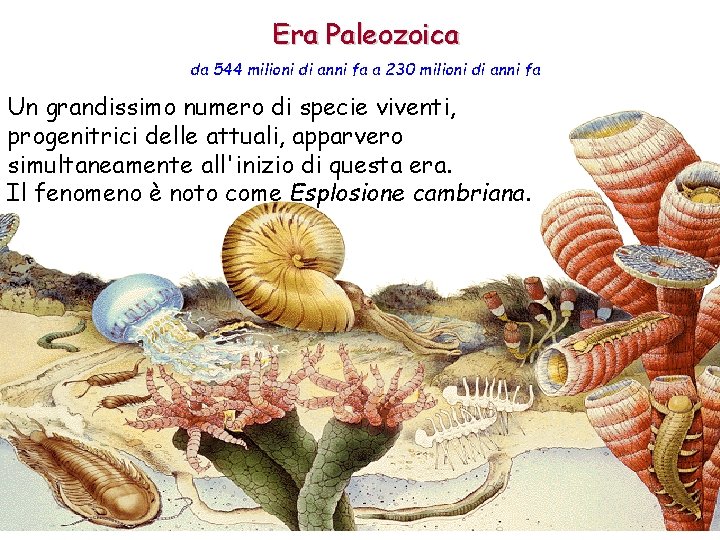 Era Paleozoica da 544 milioni di anni fa a 230 milioni di anni fa