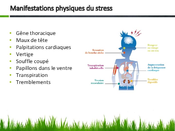 Manifestations physiques du stress • • Gêne thoracique Maux de tête Palpitations cardiaques Vertige