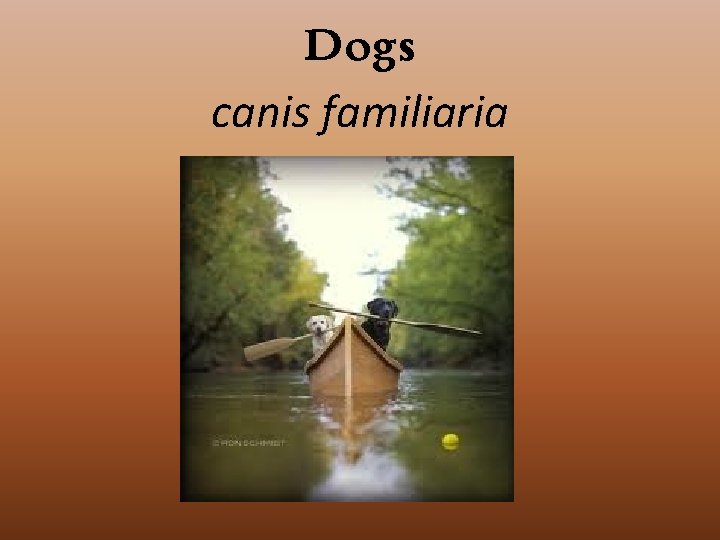 Dogs canis familiaria 