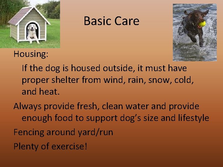 Basic Care Housing: If the dog is housed outside, it must have proper shelter