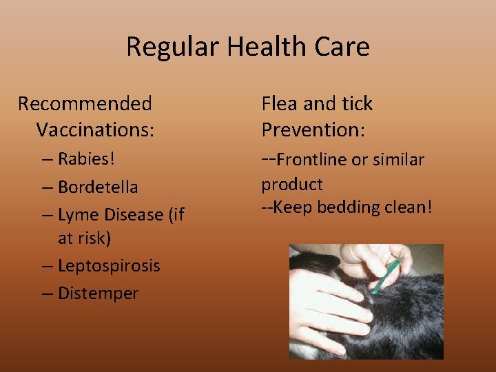 Regular Health Care Recommended Vaccinations: – Rabies! – Bordetella – Lyme Disease (if at