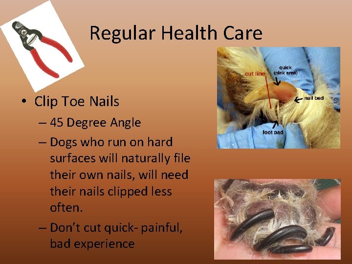 Regular Health Care • Clip Toe Nails – 45 Degree Angle – Dogs who