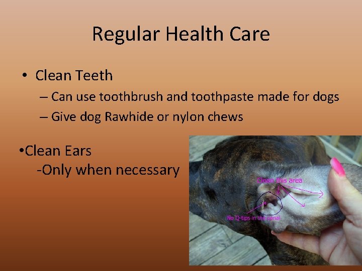 Regular Health Care • Clean Teeth – Can use toothbrush and toothpaste made for