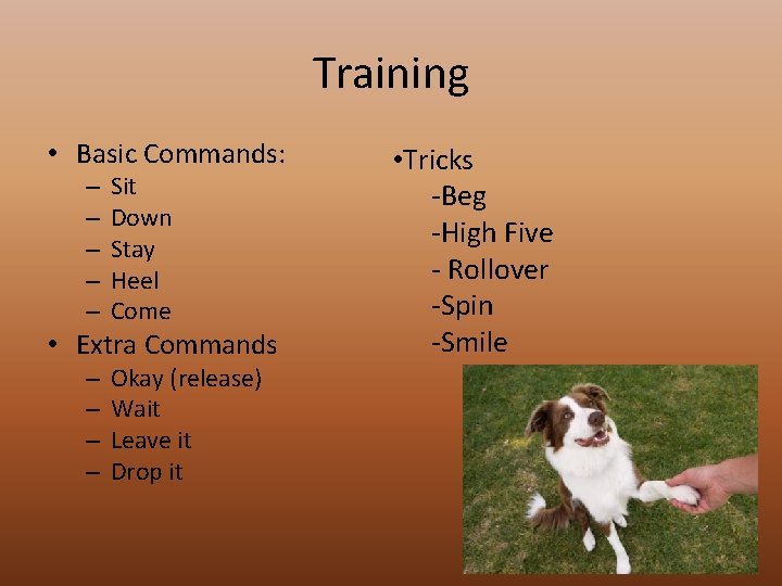 Training • Basic Commands: – – – Sit Down Stay Heel Come • Extra