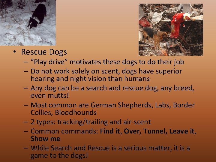  • Rescue Dogs – “Play drive” motivates these dogs to do their job