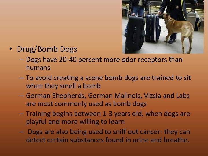  • Drug/Bomb Dogs – Dogs have 20 -40 percent more odor receptors than