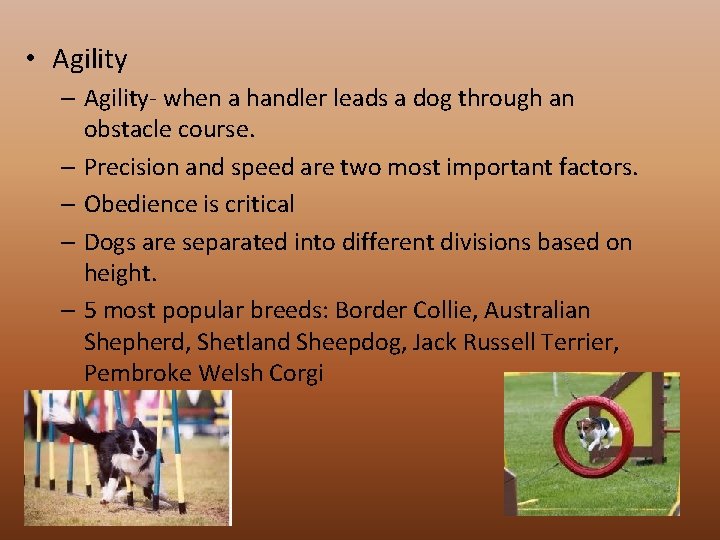  • Agility – Agility- when a handler leads a dog through an obstacle
