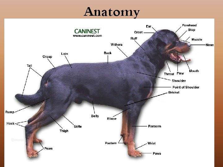 Anatomy 