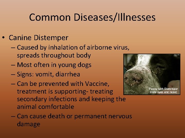 Common Diseases/Illnesses • Canine Distemper – Caused by inhalation of airborne virus, spreads throughout