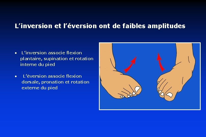 L’inversion et l’éversion ont de faibles amplitudes • • L’inversion associe flexion plantaire, supination L’inversion et l’éversion ont de faibles amplitudes • • L’inversion associe flexion plantaire, supination