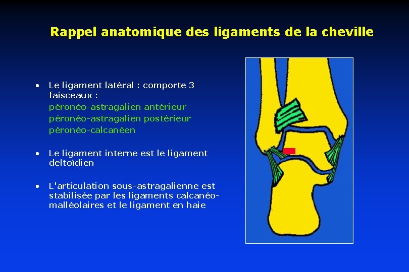 Rappel anatomique des ligaments de la cheville • Le ligament latéral : comporte 3 Rappel anatomique des ligaments de la cheville • Le ligament latéral : comporte 3
