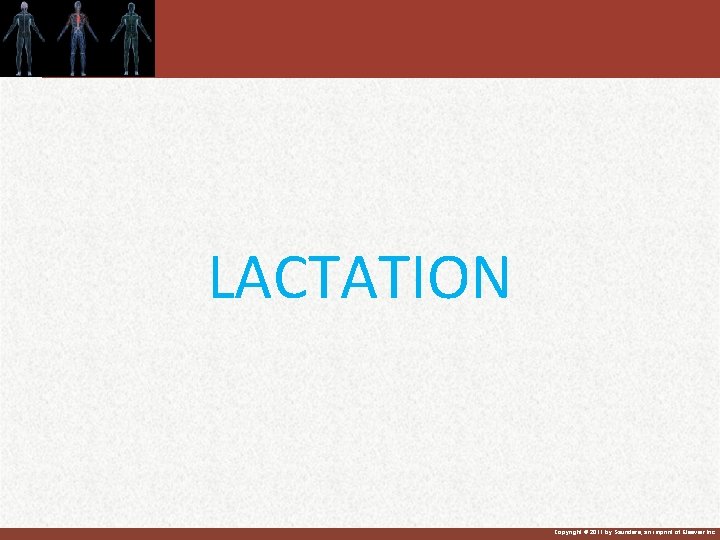 LACTATION Copyright © 2011 by Saunders, an imprint of Elsevier Inc. 